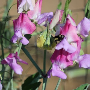 25 Blue Shift Sweet Pea seeds, Grandiflora sweet pea, hardy annual, fragrance flower, cut flower seed, heirloom flower, Lathyrus odoratus image 1