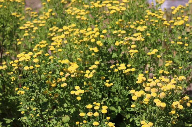 100-yellow-button-feverfew-flower-seeds-matricaria-seeds-etsy