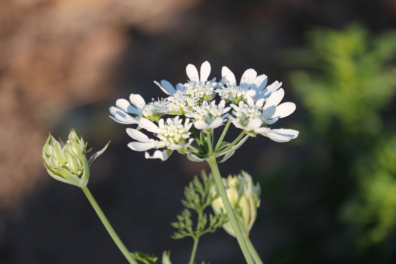 25 Orlaya seeds, White Finch seeds, White Lace seeds, cut flower filler for bouquets, attracts beneficial insects image 1