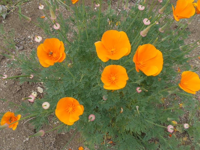 Orange California Poppy Seeds wildflower garden orange Etsy