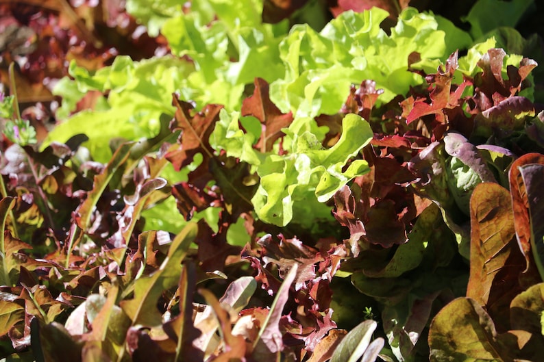SALE Mixed Lettuce Seed Spring Mix mescalin seeds Organic