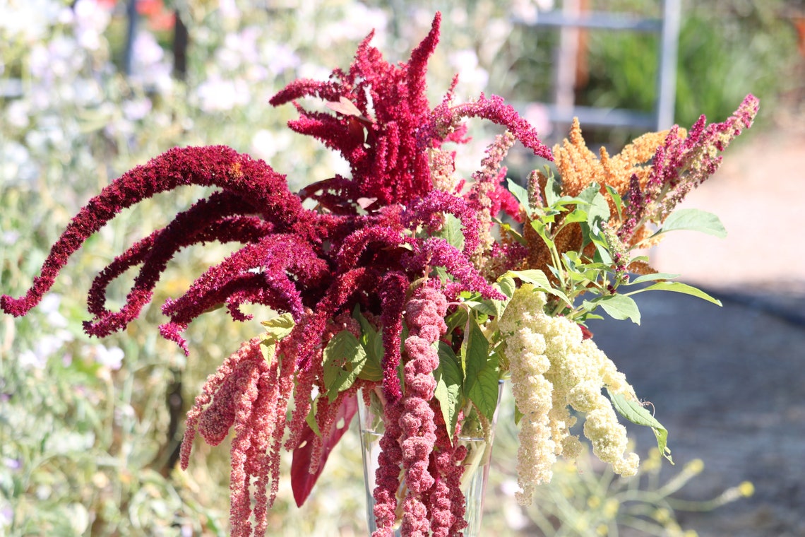 100 Amaranth Flower Seeds Mixed Varieties of Red and Green Etsy