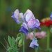 see more listings in the Sweet Pea Seeds section