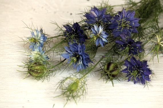 Love in A Mist Blue CSNCH 100 Seeds