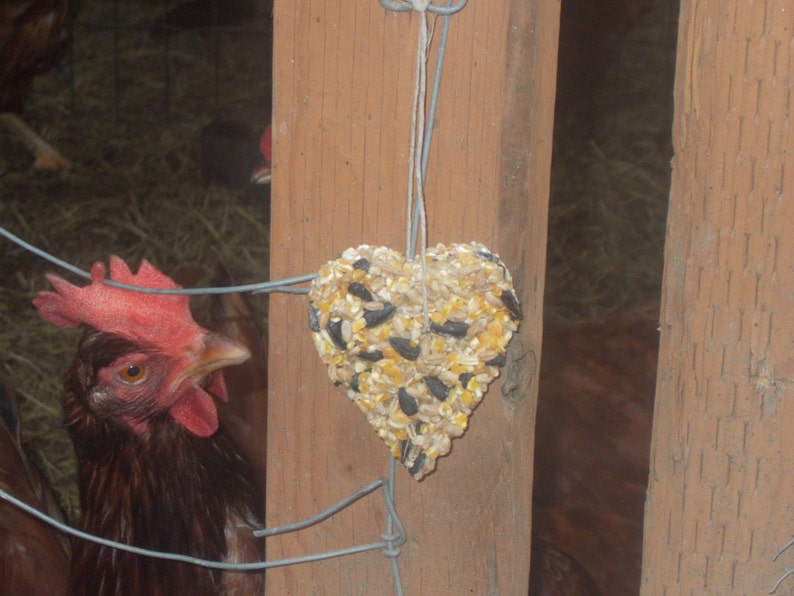 Friandises Poulet Soigne Les Animaux Fait Maison Poulailler Poule Scratch Graines Pour Oiseaux Sauvages Pour Les Animaux De La Ferme Poules