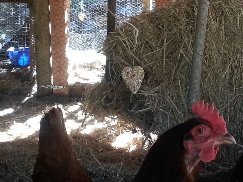 Friandises Poulet Soigne Les Animaux Fait Maison Poulailler Poule Scratch Graines Pour Oiseaux Sauvages Pour Les Animaux De La Ferme Poules