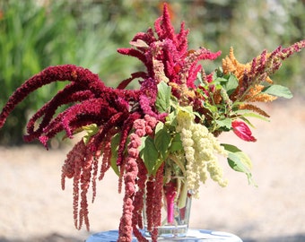 100 Amaranth flower seeds, mixed varieties of red and green amaranth, annual cutting flower used for bouquet filler, rare amaranth seeds