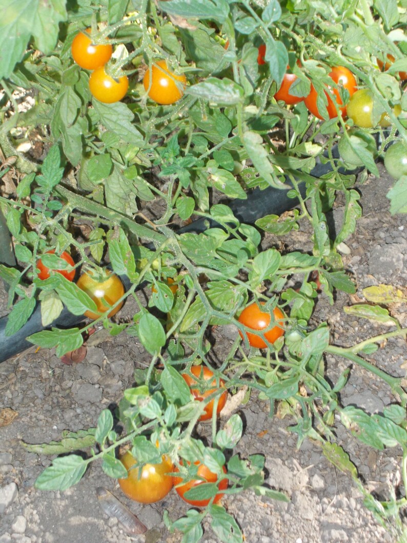 Red Tom Thumb Cherry Tomato Seeds dwarf tomato plants pots ...