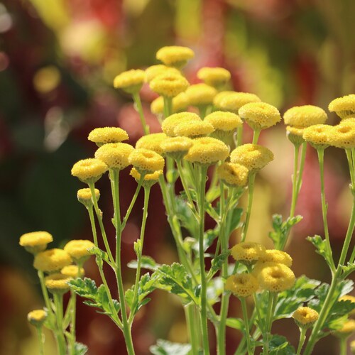 100 Yellow Button Feverfew Flower Seeds Matricaria Seeds Etsy