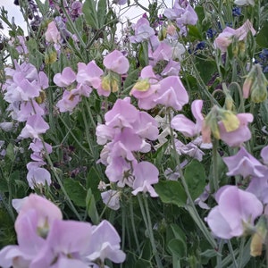 25 Lavender sweet pea, Spencer variety, hardy annual, fragrance flower, cut flower seed, heirloom flower, Lathyrus odoratus