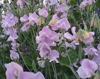 25 Lavender sweet pea, Spencer variety, hardy annual, fragrance flower, cut flower seed, heirloom flower, Lathyrus odoratus