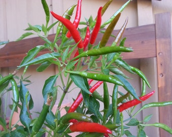 Rooster Claw Chili pepper seeds - make great cut flowers for Fall