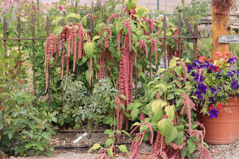 Coral Fountain Amaranthus seeds annual cut flower seeds Love Etsy