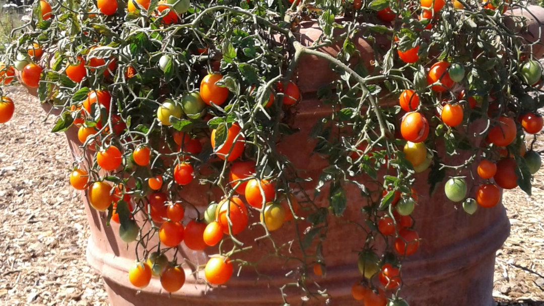 Red Tumbling Tom Cherry Tomato Seeds Dwarf Tomato Plants Heirloom