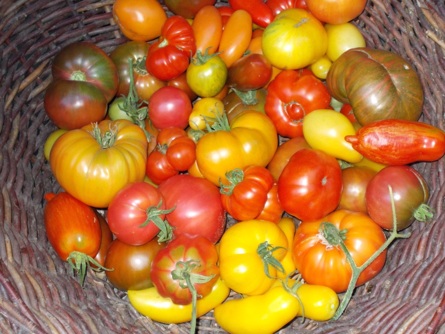 Orange Brandywine Tomato Seeds Heirloom tomato seeds organic Etsy