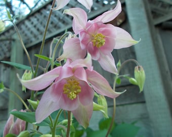 Columbine seeds, Pink Columbine flower, perennial flower, shade garden seeds, flower seeds