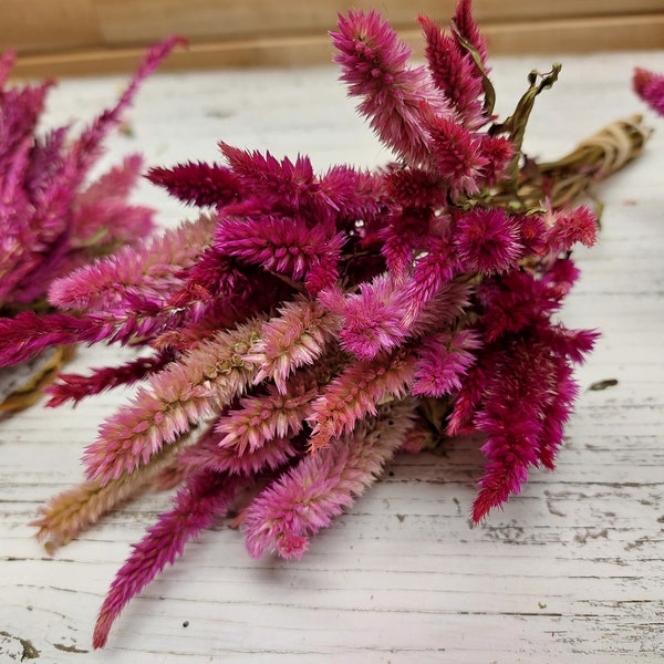 Dried Celosia flowers in pink, red and hot pink - 12 stems