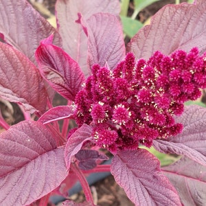 Dried Amaranth flowers, 20 stems, premium quality, annual dried flowers for Fall arrangements afbeelding 3