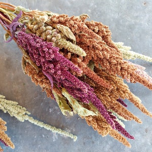 Dried Amaranth flowers, 20 stems, premium quality, annual dried flowers for Fall arrangements afbeelding 1