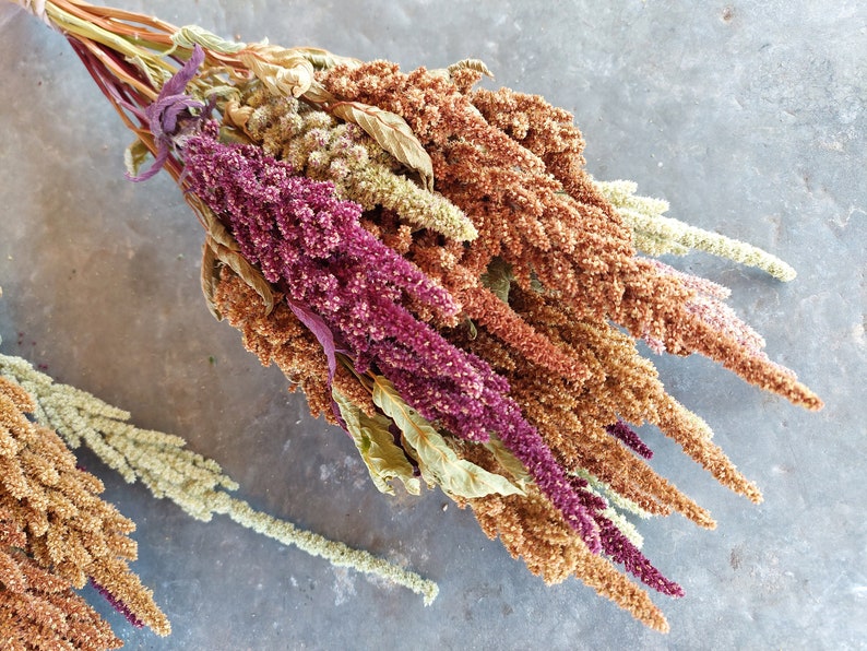 Dried Amaranth flowers, 20 stems, premium quality, annual dried flowers for Fall arrangements afbeelding 1