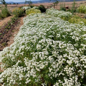 May include: A field of white flowering plants in full bloom. The plants are densely packed, creating a sea of white blossoms. The image is taken outdoors, with a dirt path and other plants in the background.