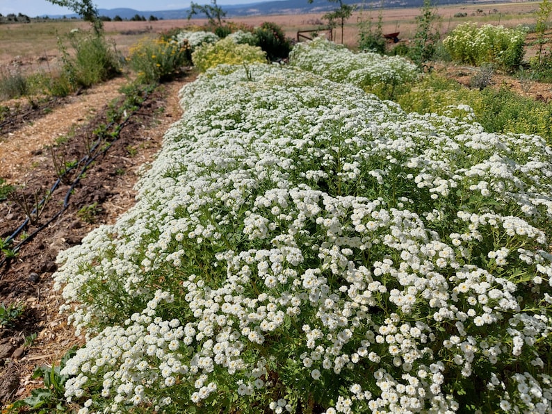 May include: A field of white flowering plants in full bloom. The plants are densely packed, creating a sea of white blossoms. The image is taken outdoors, with a dirt path and other plants in the background.
