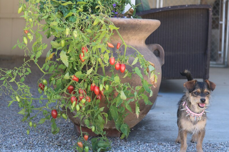 Heirloom Tomato seeds gift set Container gardening DIY Etsy