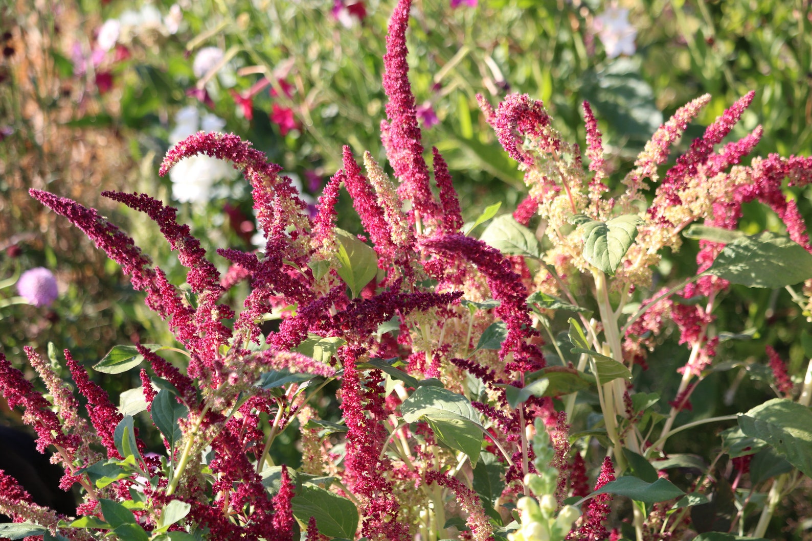 100 Amaranth Flower Seeds Mixed Varieties of Red and Green Etsy
