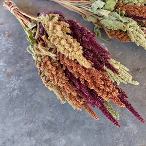 Dried Amaranth flowers, 20 stems, premium quality, annual dried flowers for Fall arrangements afbeelding 6