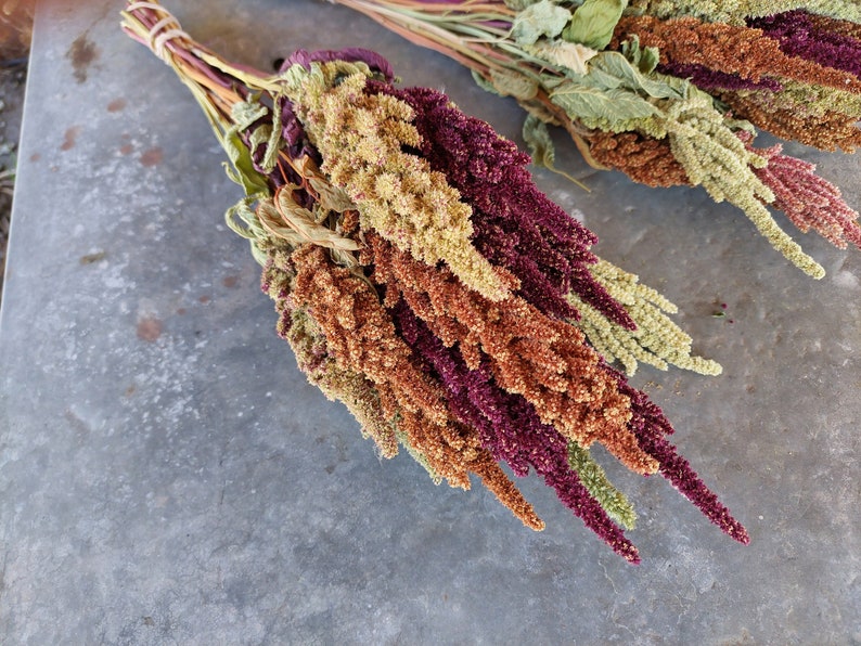 Dried Amaranth flowers, 20 stems, premium quality, annual dried flowers for Fall arrangements afbeelding 6