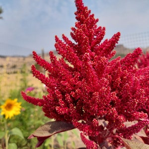 Dried Amaranth flowers, 20 stems, premium quality, annual dried flowers for Fall arrangements afbeelding 2