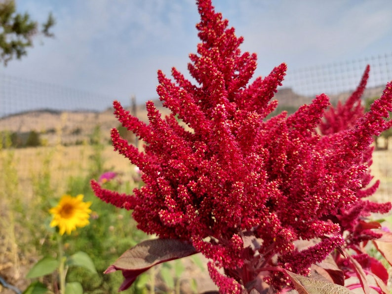 Dried Amaranth flowers, 20 stems, premium quality, annual dried flowers for Fall arrangements afbeelding 2