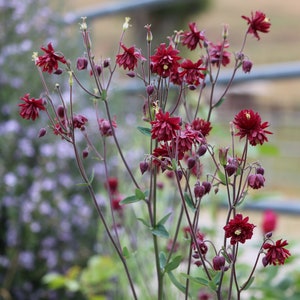 Red Nora Barlow Columbine seeds, Aquilegia seeds, perennial flower seeds, shade garden seeds, cut flower seeds image 3