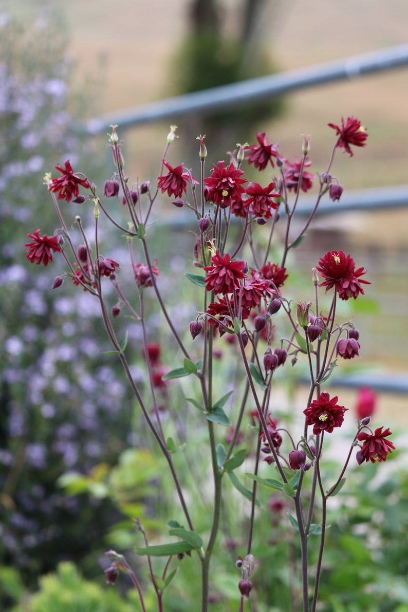 Red Nora Barlow Columbine seeds, Aquilegia seeds, perennial flower seeds, shade garden seeds, cut flower seeds image 3