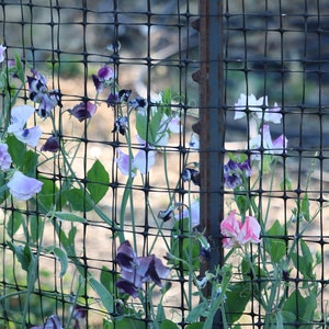 25 Blue Shift Sweet Pea seeds, Grandiflora sweet pea, hardy annual, fragrance flower, cut flower seed, heirloom flower, Lathyrus odoratus image 4