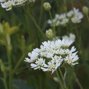 25 Orlaya seeds, White Finch seeds, White Lace seeds, cut flower filler for bouquets, attracts beneficial insects image 3