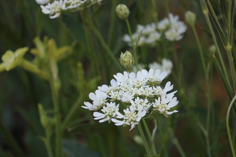 25 Orlaya seeds, White Finch seeds, White Lace seeds, cut flower filler for bouquets, attracts beneficial insects image 3