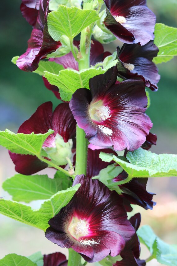 Graines De Fleurs De Rose Trémière Noir Graines De Fleurs Bisannuelle Graines De Fleurs Noir Graines De Fleurs Pour Attirer Les Abeilles Indigènes