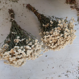 May include: Two bundles of dried, cream-colored flowers with green stems and tied with twine. The flowers are arranged on a white, weathered wooden surface, with scattered dried plant matter.
