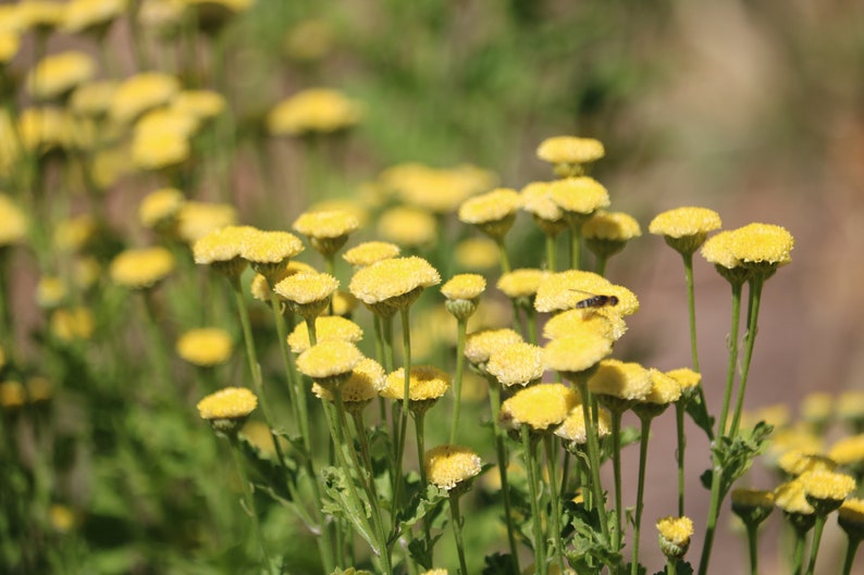 100-yellow-button-feverfew-flower-seeds-matricaria-seeds-etsy
