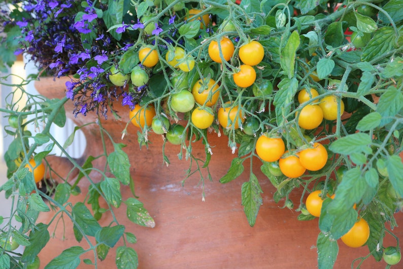 Heirloom Tomato seeds gift set Container gardening DIY Etsy