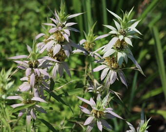 25 Spotted Beebalm flower seeds, Monarda flower seeds, white horsemint seeds, perennial flower seed, garden seeds, Monarda Punctata seeds