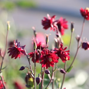 Red Nora Barlow Columbine seeds, Aquilegia seeds, perennial flower seeds, shade garden seeds, cut flower seeds image 4