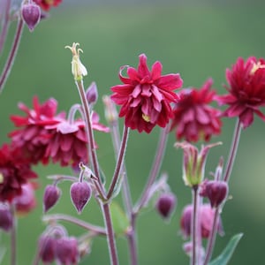Red Nora Barlow Columbine seeds, Aquilegia seeds, perennial flower seeds, shade garden seeds, cut flower seeds