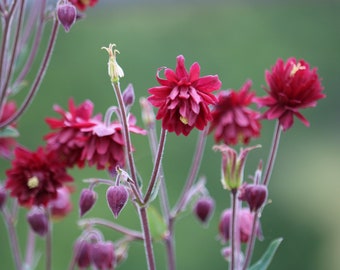 Red Nora Barlow Columbine seeds, Aquilegia seeds, perennial flower seeds, shade garden seeds, cut flower seeds