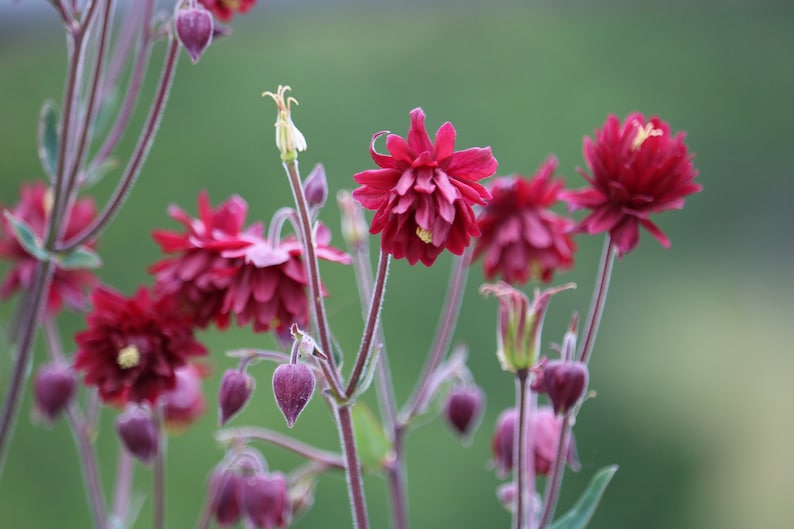 Red Nora Barlow Columbine seeds, Aquilegia seeds, perennial flower seeds, shade garden seeds, cut flower seeds image 1