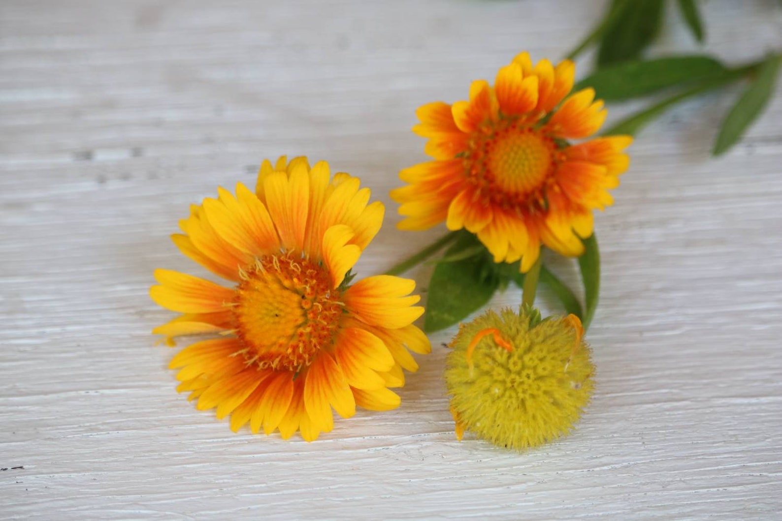 Yellow Blanket Flower Seeds Perennial Flower Drought Etsy