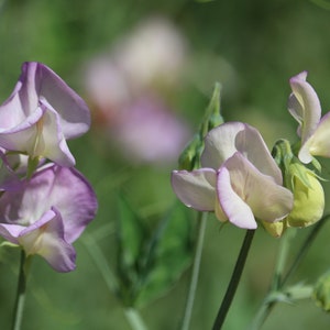 25 High Scent Sweet Pea seeds, Spencer Series, annual spring flower, fragrance flower, cut flower seed, heirloom flower, Lathyrus odoratus