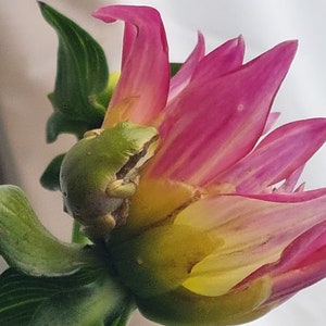 May include: A close-up of a vibrant pink and yellow flower with a small green frog perched on its petals. The flower has multiple layers of petals, and the frog is positioned near the center of the bloom. The background is a soft, blurred white.