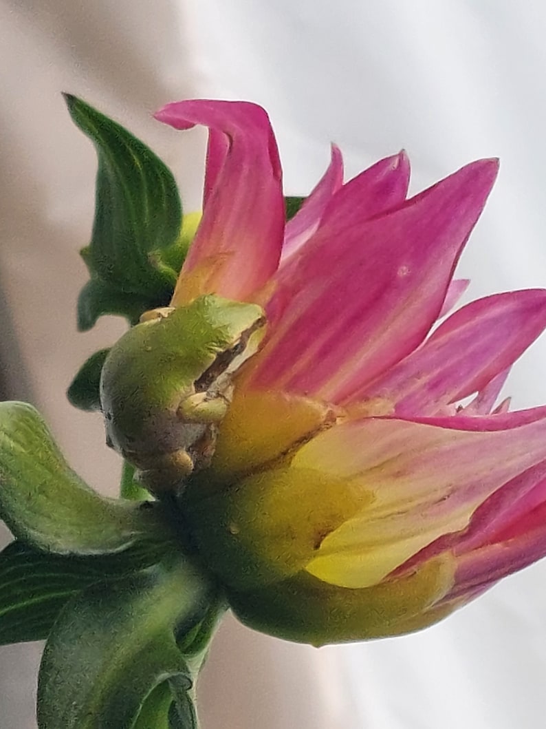 May include: A close-up of a vibrant pink and yellow flower with a small green frog perched on its petals. The flower has multiple layers of petals, and the frog is positioned near the center of the bloom. The background is a soft, blurred white.
